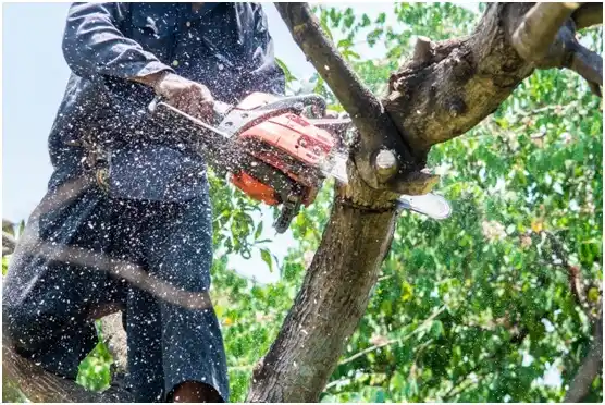 tree services Jonesborough